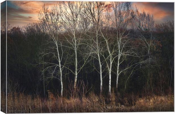 The graceful dance of white birches in the forest Canvas Print by Dejan Travica