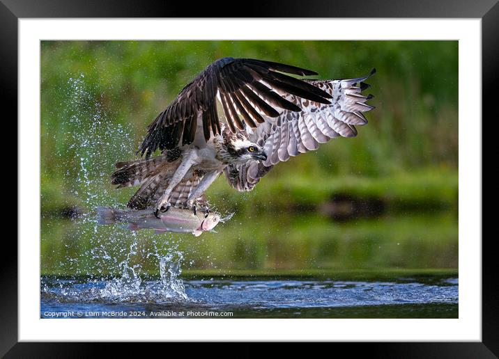 Pandion Haliaetus Framed Mounted Print by Liam McBride