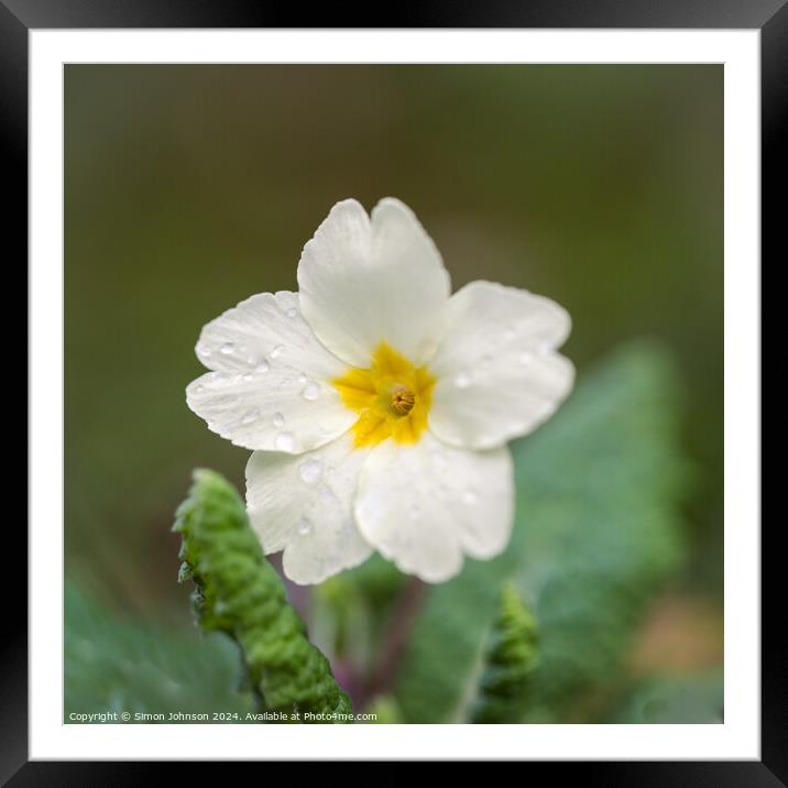 Primrose flower Framed Mounted Print by Simon Johnson