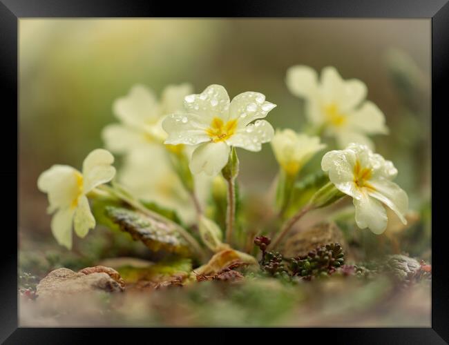 Plant flower Framed Print by Simon Johnson