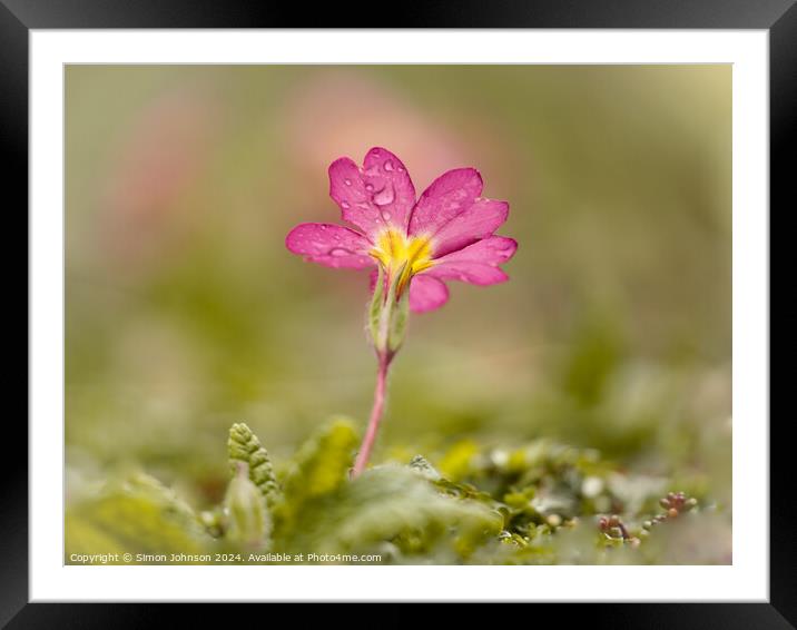 Pink primrose flower Framed Mounted Print by Simon Johnson
