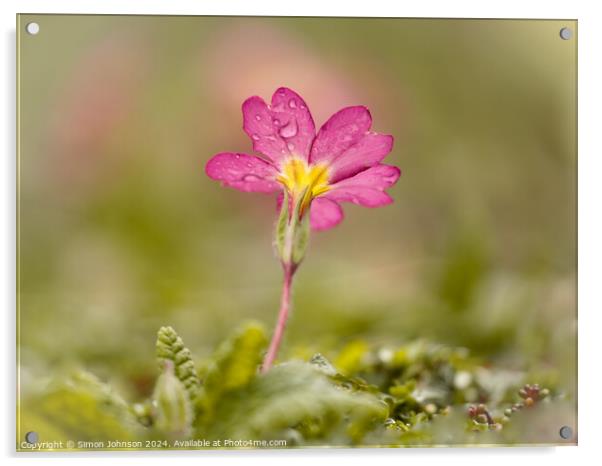 Pink primrose flower Acrylic by Simon Johnson