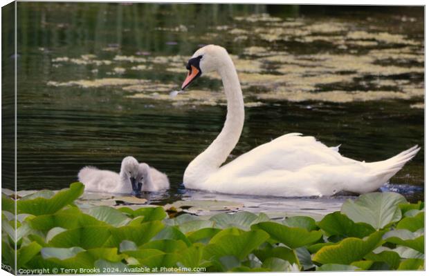 Swan with Signets in the Lilly Pads Canvas Print by Terry Brooks