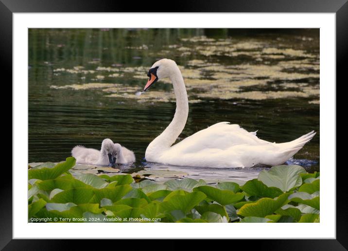 Swan with Signets in the Lilly Pads Framed Mounted Print by Terry Brooks