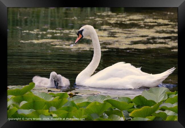 Swan with Signets in the Lilly Pads Framed Print by Terry Brooks