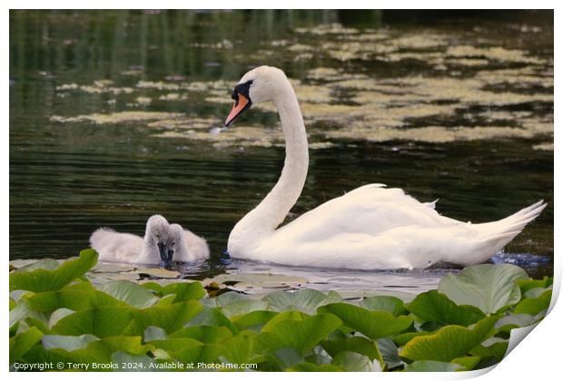 Swan with Signets in the Lilly Pads Print by Terry Brooks