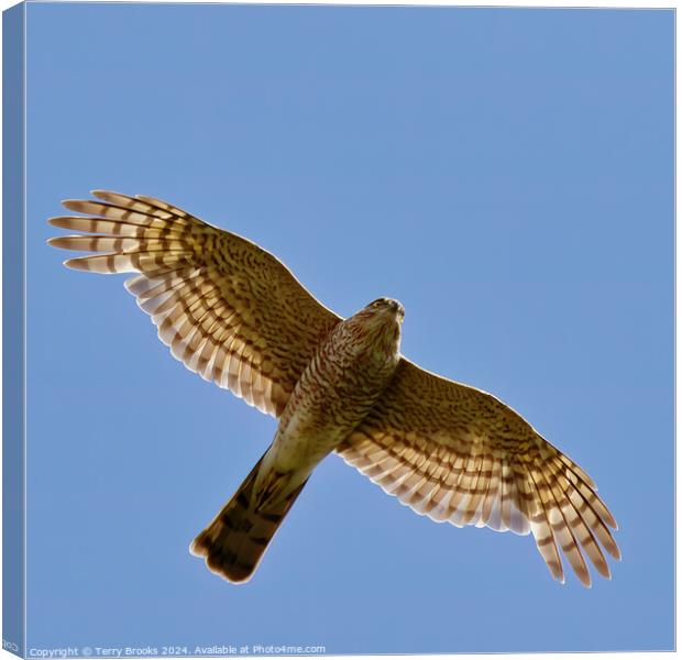 Sparrow Hawk - Accipiter nisus in flight Canvas Print by Terry Brooks