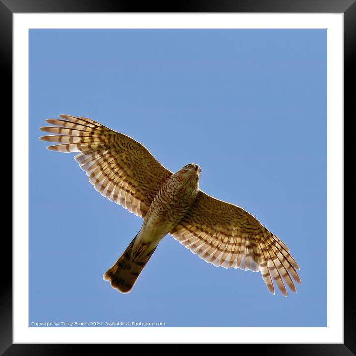 Sparrow Hawk - Accipiter nisus in flight Framed Mounted Print by Terry Brooks