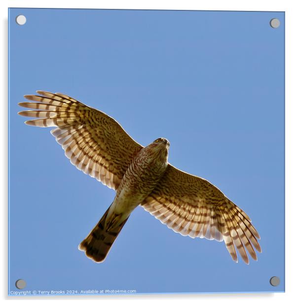 Sparrow Hawk - Accipiter nisus in flight Acrylic by Terry Brooks
