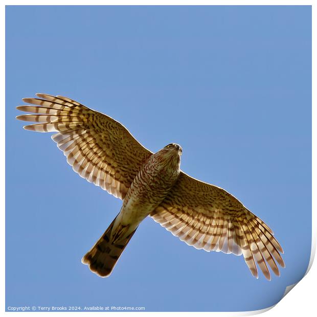 Sparrow Hawk - Accipiter nisus in flight Print by Terry Brooks