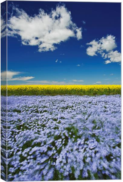 Wind in the Crop Canvas Print by Dave Reede