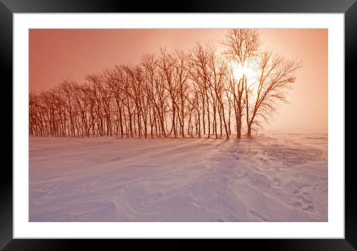 Wind Blowing Through a Shelterbelt Framed Mounted Print by Dave Reede