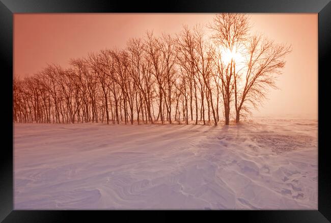 Wind Blowing Through a Shelterbelt Framed Print by Dave Reede