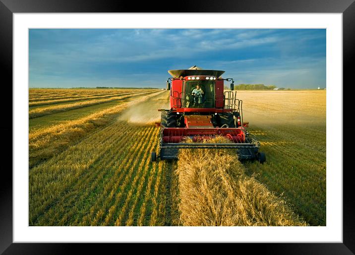 Bringing the Oats In Framed Mounted Print by Dave Reede