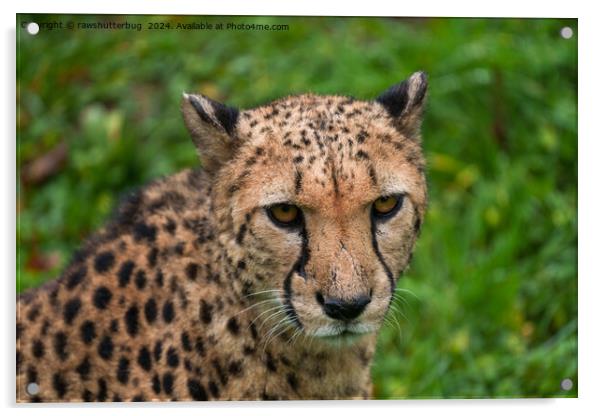 Cheetah's Intense Gaze Acrylic by rawshutterbug 