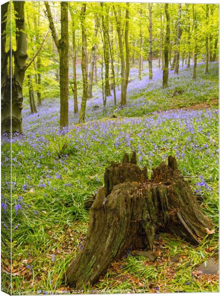 Woodland Bluebells Canvas Print by Terry Brooks