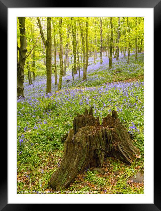 Woodland Bluebells Framed Mounted Print by Terry Brooks
