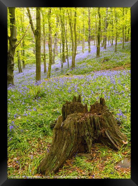 Woodland Bluebells Framed Print by Terry Brooks
