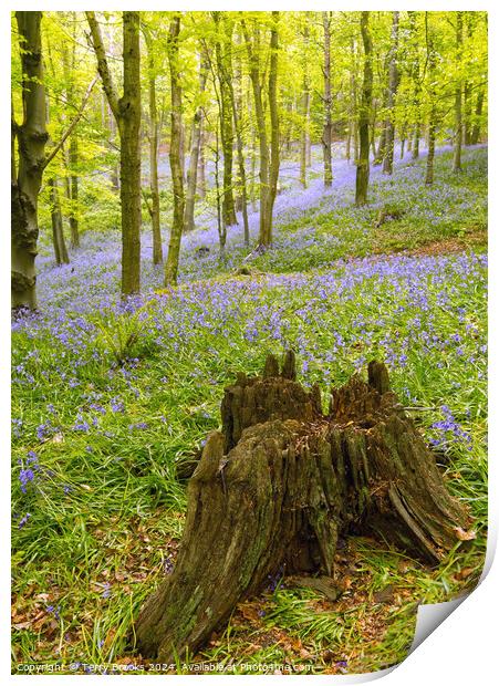 Woodland Bluebells Print by Terry Brooks