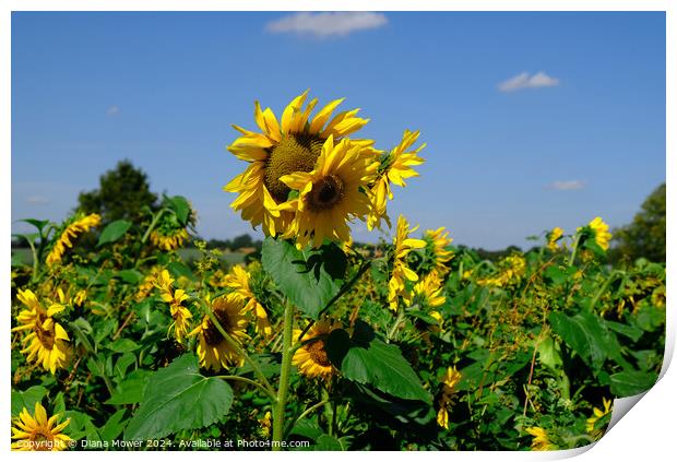 Sunflower Field  Print by Diana Mower