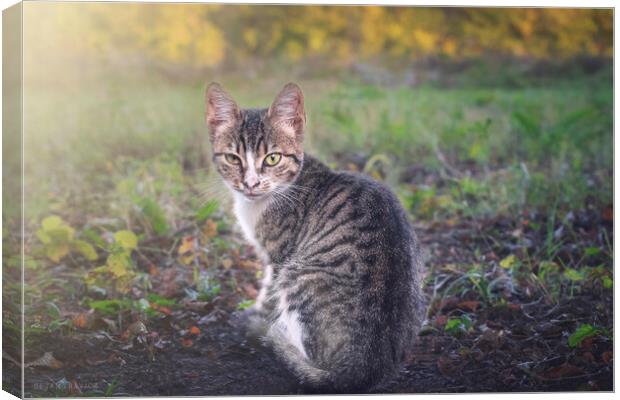 A little kitten is looking straight into your eyes Canvas Print by Dejan Travica