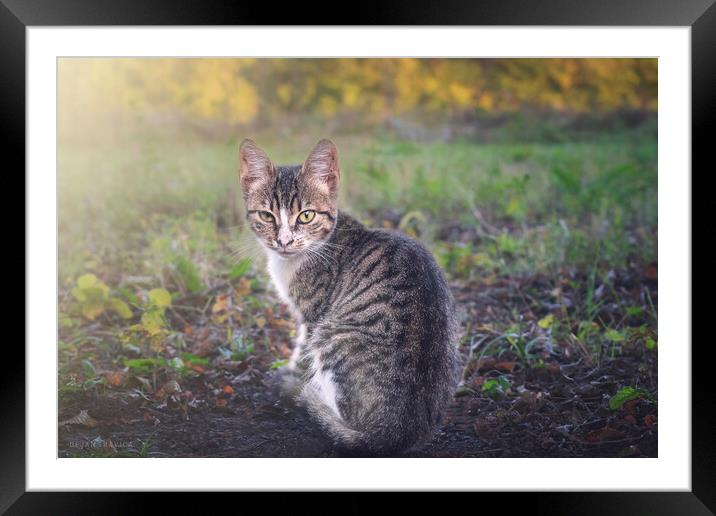 A little kitten is looking straight into your eyes Framed Mounted Print by Dejan Travica