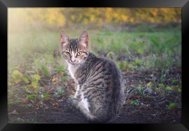 A little kitten is looking straight into your eyes Framed Print by Dejan Travica