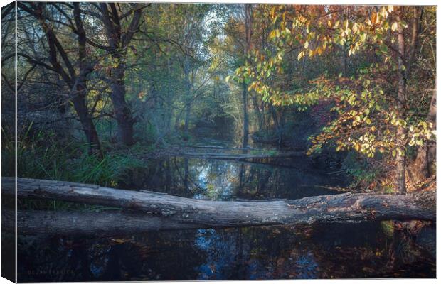 Small forest river in autumn Canvas Print by Dejan Travica