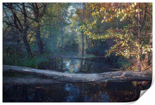 Small forest river in autumn Print by Dejan Travica