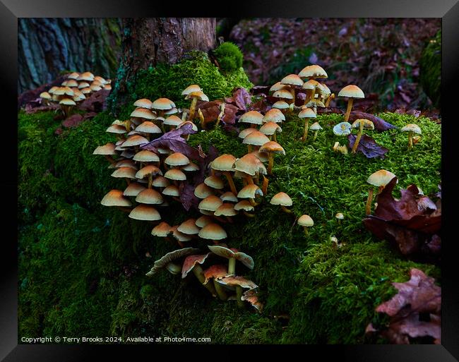 Mushrooms Fungi and Moss Framed Print by Terry Brooks