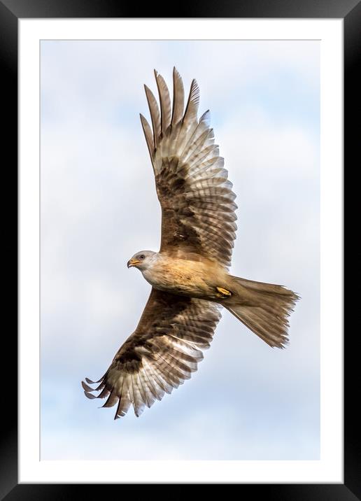 Rare white-coloured red kite Framed Mounted Print by chris smith