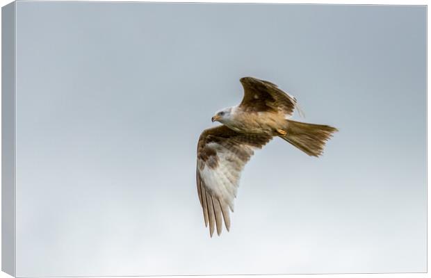 Rare white-coloured red kite Canvas Print by chris smith