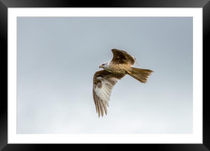 Rare white-coloured red kite Framed Mounted Print by chris smith