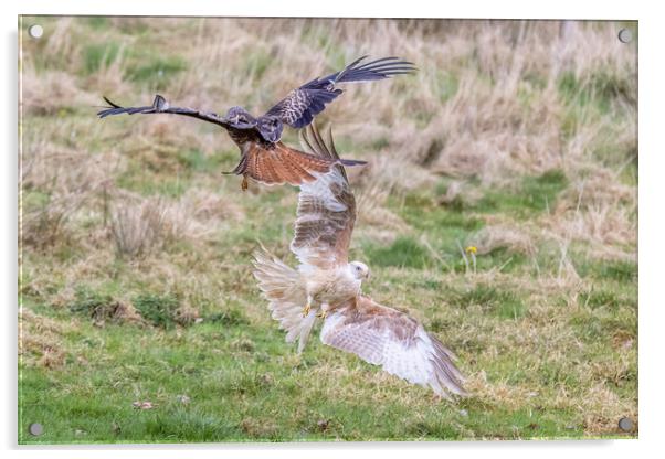 Rare white-coloured red kite Acrylic by chris smith