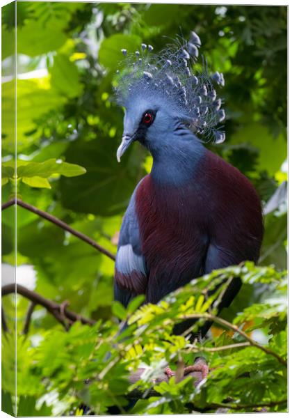Victoria crowned pigeon (Goura victoria) Canvas Print by chris smith