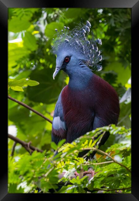 Victoria crowned pigeon (Goura victoria) Framed Print by chris smith