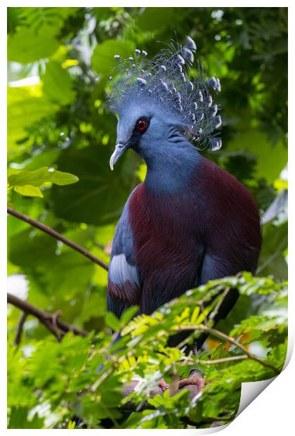 Victoria crowned pigeon (Goura victoria) Print by chris smith