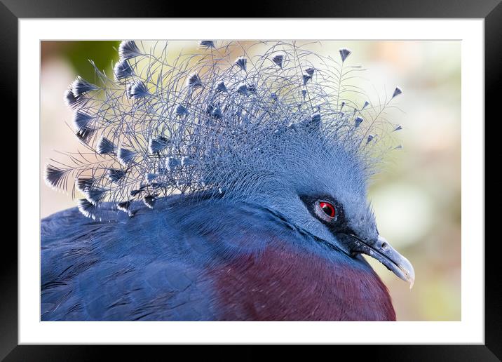 Victoria crowned pigeon (Goura victoria) Framed Mounted Print by chris smith