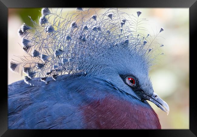 Victoria crowned pigeon (Goura victoria) Framed Print by chris smith