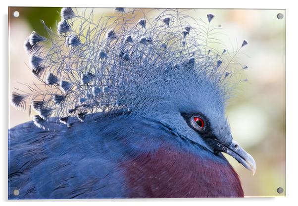 Victoria crowned pigeon (Goura victoria) Acrylic by chris smith
