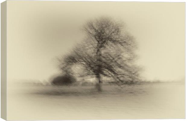 Tree Multiple exposures Canvas Print by chris smith