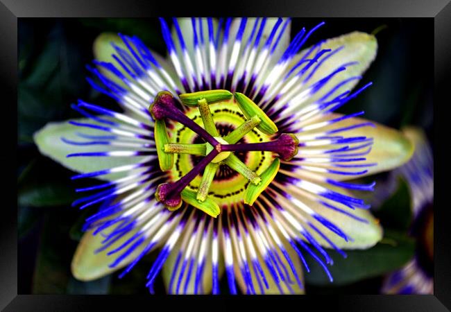 Passion Flower Summer Flowering Plant Framed Print by Andy Evans Photos