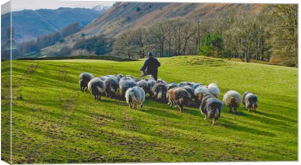 Herdwicks getting extra food from the farmer, Lake District. Canvas Print by Phil Brown