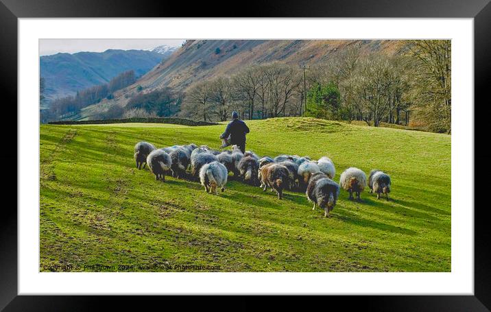 Herdwicks getting extra food from the farmer, Lake District. Framed Mounted Print by Phil Brown