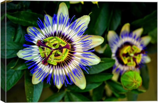 Passion Flower Summer Flowering Plant Canvas Print by Andy Evans Photos