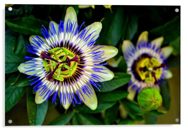 Passion Flower Summer Flowering Plant Acrylic by Andy Evans Photos