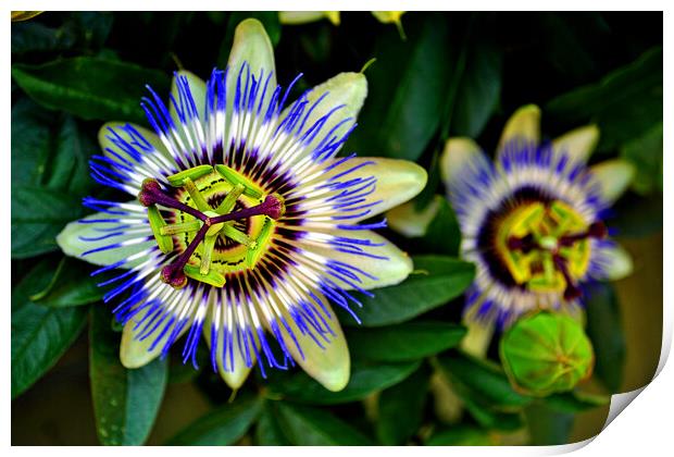 Passion Flower Summer Flowering Plant Print by Andy Evans Photos