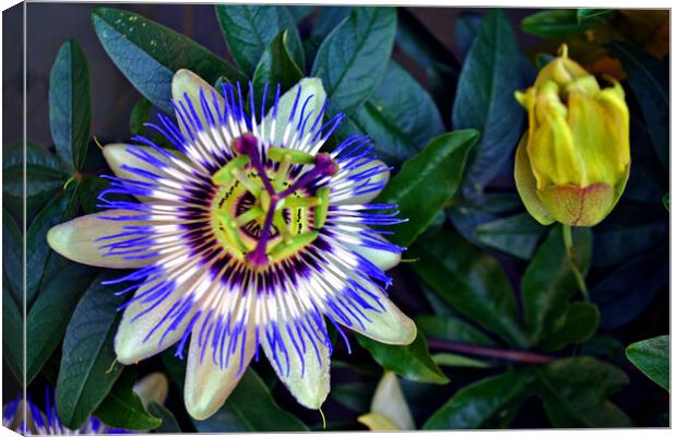 Passion Flower Summer Flowering Plant Canvas Print by Andy Evans Photos