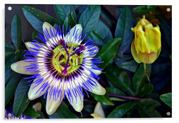 Passion Flower Summer Flowering Plant Acrylic by Andy Evans Photos
