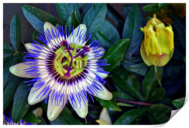 Passion Flower Summer Flowering Plant Print by Andy Evans Photos